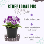 Streptocarpus Live Plant, 5-8" False African Violet Ladyslipper Primose Plant for Spring Planting, Indoor Outdoor Home Décor (Grape)