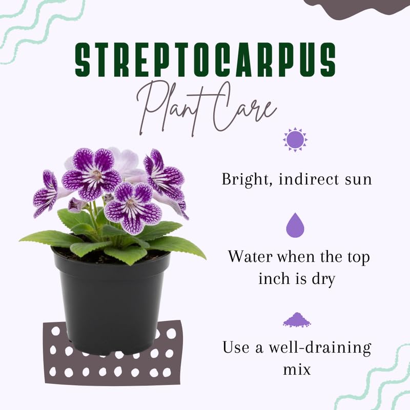 Streptocarpus Live Plant, 5-8" False African Violet Ladyslipper Primose Plant for Spring Planting, Indoor Outdoor Home Décor (Grape)