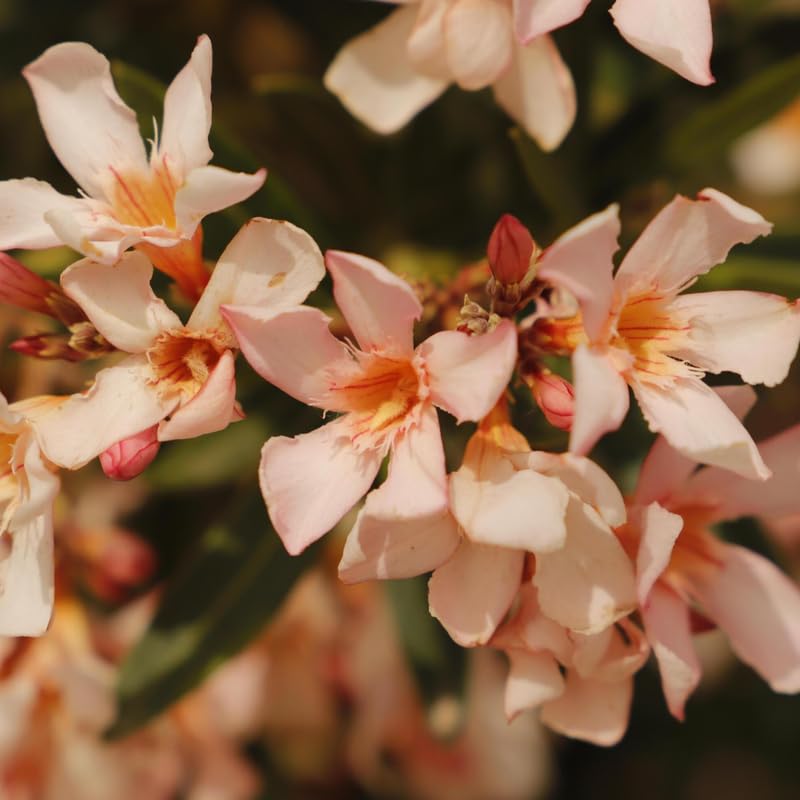 Set 2 Oleander Plants Live, Flowering Oleander Bush Shrub Ready to Grow Outdoor, 5-7 Inch Tall - Salmon Oleander