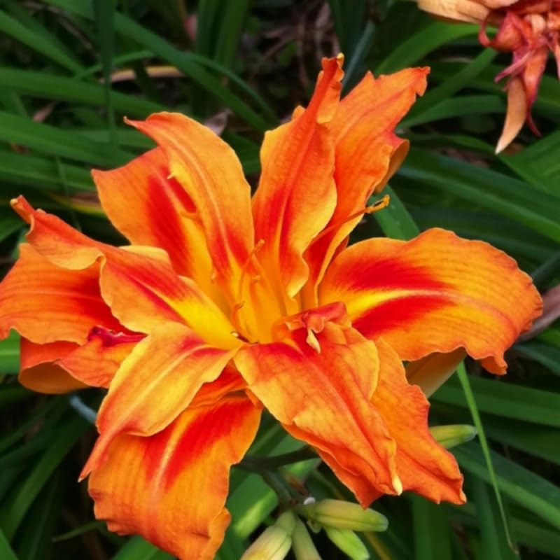Pack 3 Daylily Bulbs for Planting, Hardy Perennial Flower with Vibrant Blooms, Reblooming Daylilies Bulbs for Garden Borders and Containers