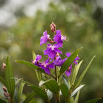 Set 2 Tibouchina Plants Live, Purple Blooms Flower, Tibouchina Flower Shrub for Planting 4-8 Inch Tall