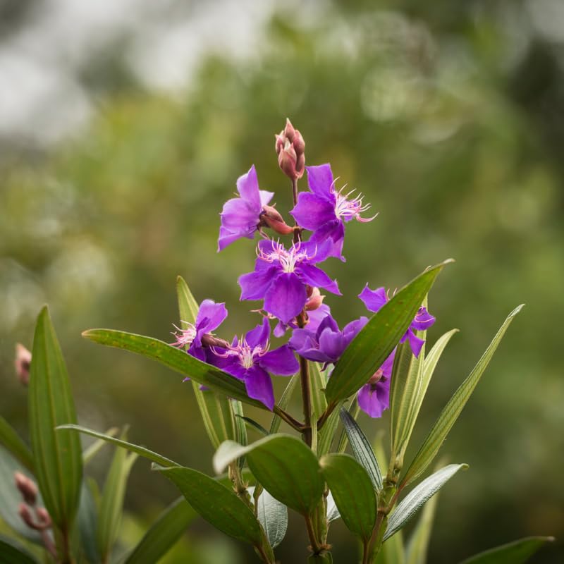 Set 2 Tibouchina Plants Live, Purple Blooms Flower, Tibouchina Flower Shrub for Planting 4-8 Inch Tall