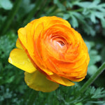 Pack of 30 Ranunculus Flowers Bulbs for Spring Planting, Ranunculus Bulbs for Planting, Spring Blooms Vibrant Perennial Bulbs for Garden Borders (Bright Orange)