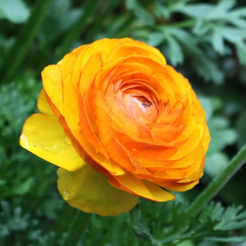 Pack of 30 Ranunculus Flowers Bulbs for Spring Planting, Ranunculus Bulbs for Planting, Spring Blooms Vibrant Perennial Bulbs for Garden Borders (Bright Orange)