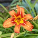 Pack 3 Wild Orange Daylily Bulbs for Planting, Hardy Perennial Flower with Vibrant Blooms, Reblooming Daylilies Bulbs for Garden Borders and Containers