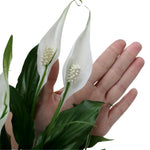 Peace Lily Live Plant, Indoor Flowering Plants 4-8 Inches, Office and Home Decoration - Green Peace Lily