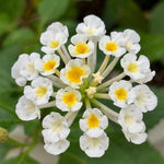 4 Colorful Perennial Lantana Trees Live Plants, Yellow White Blooms, Hardy and Long Blooming Seasons, Fragrant, 5-10" in Tall, Full Sun Growing