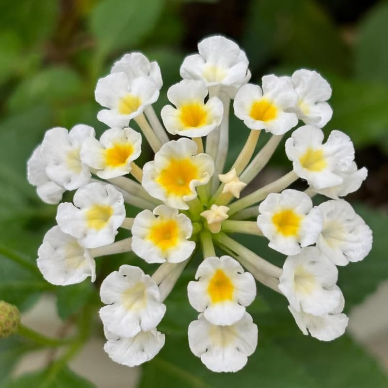 4 Colorful Perennial Lantana Trees Live Plants, Yellow White Blooms, Hardy and Long Blooming Seasons, Fragrant, 5-10" in Tall, Full Sun Growing