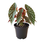 Begonia Live Plant, Begonias Live Plant, Rare Begonias Plants, 5-7 Inches in Height for Indoor Houseplant (Polka Dot Angel Wing Begonia)