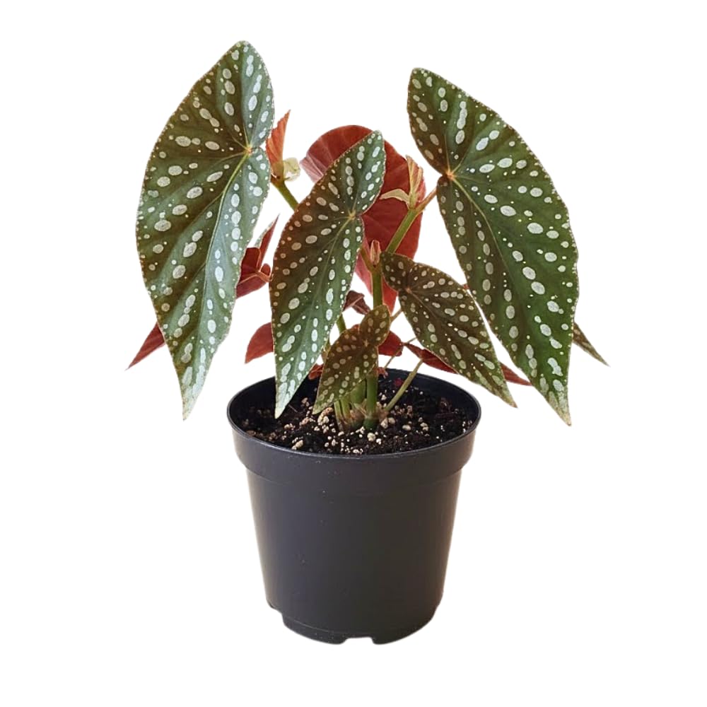 Begonia Live Plant, Begonias Live Plant, Rare Begonias Plants, 5-7 Inches in Height for Indoor Houseplant (Polka Dot Angel Wing Begonia)