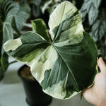 Colocasia Live Plant, 4-8'' Tall, Elephant Ear Plant, Esculenta Taro Alocasia Housplant, Indoor Outdoor Planting (White Variegated)