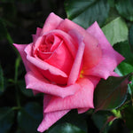 Rose Bush Live Plant, Fragrant Hybrid Tea Rose Flowers Well Rooted Plant, 5-10 Inc Tall for Planting Indoor Outdoor (Rare Pink Rose)