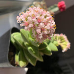 Spring Crassula Succulent Live Plant in 2 Inch Pot, Compact Succulents Full Rooted from 3-5 Inches Tall, Easy Care for