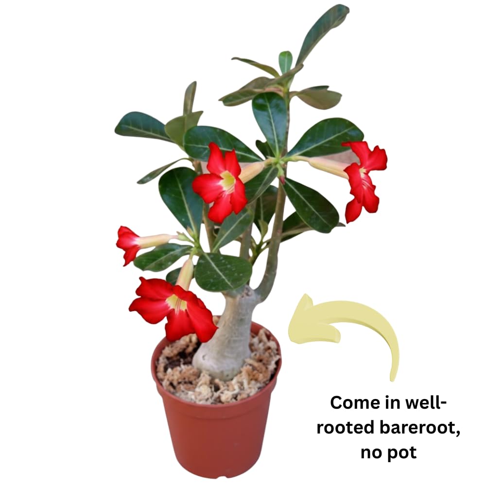 Red Desert Rose Plant Live, 4-7" Tall, Adenium Obesum Well-Rooted Succulent for Indoor Outdoor Displays