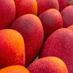 Glenn Mango Tree Live Plant Grafted, 14 to 18 Inches Tall in Pot, Ready to Bear Fruit in 1 Year, Sweet Mango Tree for Planting