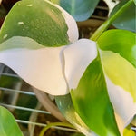 White Princess Philodendron Plant Live, Rare Tropical Variegated Live Indoor Houseplant, Starter Plants No Pot, 5-9" in Tall