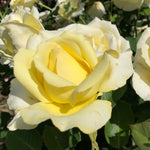 Rose Plant Live, Hybrid Tea Rose Bush Live Plant, 5-9 Inch Tall, Fragrant Flowers Shrub Ready to Plant Outdoor, No Pot, Well-Rooted (Yellow Rose)