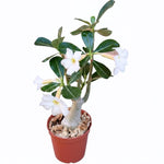White Desert Rose Plant Live, 4-7" Tall, Adenium Obesum Well-Rooted Succulent for Indoor Outdoor Displays