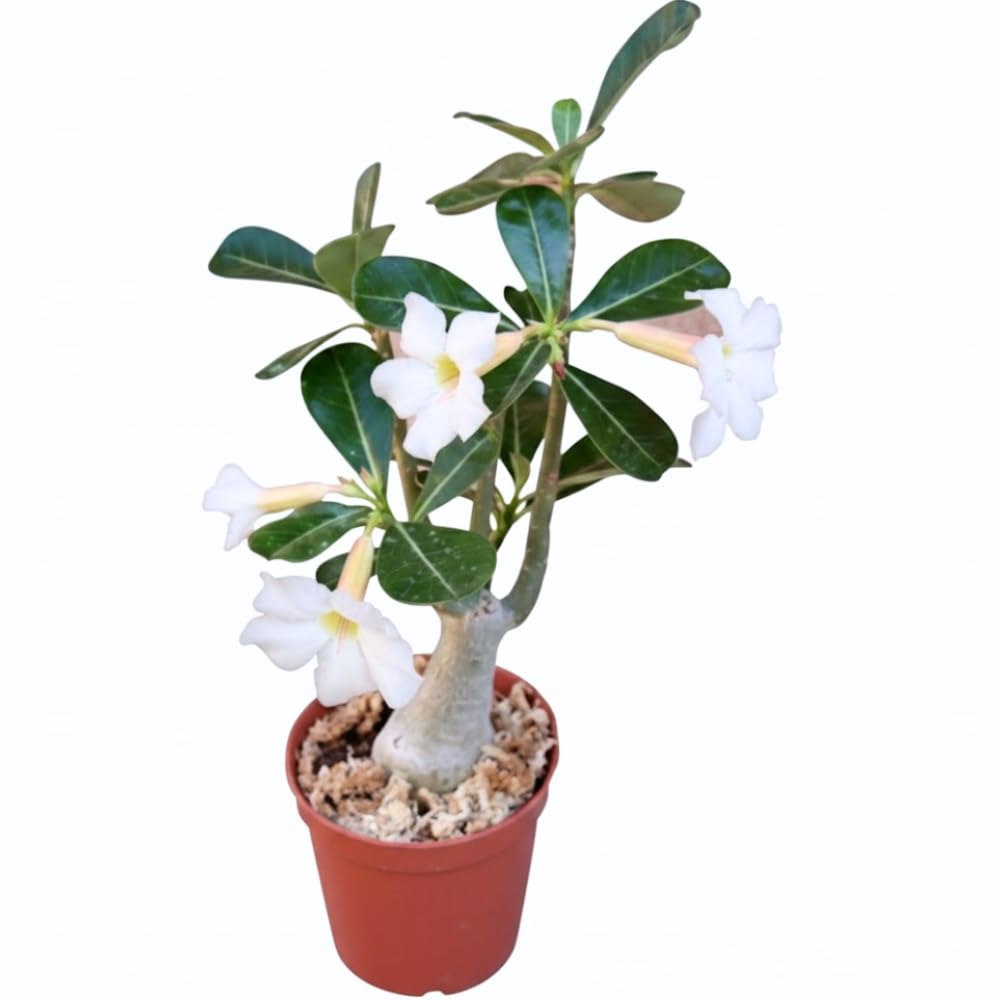 White Desert Rose Plant Live, 4-7" Tall, Adenium Obesum Well-Rooted Succulent for Indoor Outdoor Displays