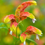 2 Live Shrimp Plants, Shrimp Flowering Plant 4 to 6 Inch Tall, Indoor Outdoor Garden Growing