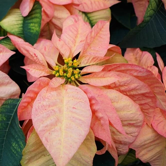 Set 2 Poinsettia Live Plants, Holiday Houseplant, Poinsettias Trees Live Plants, Christmas Decorative Flowers 4-9'' Tall, Peachy Blooms
