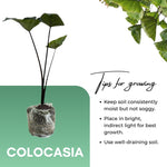 Colocasia Esculenta, Colocasia Live Plant, Elephant Ears Live Plant, Esculenta Taro Live Houseplant, 5-8 Inc Tall, No Pot (Rare Colocasia)