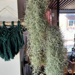 Live Spanish Moss Plant 10” Tall Clump, Air Plant for Home Decoration, Terrariums and Outdoor Planting