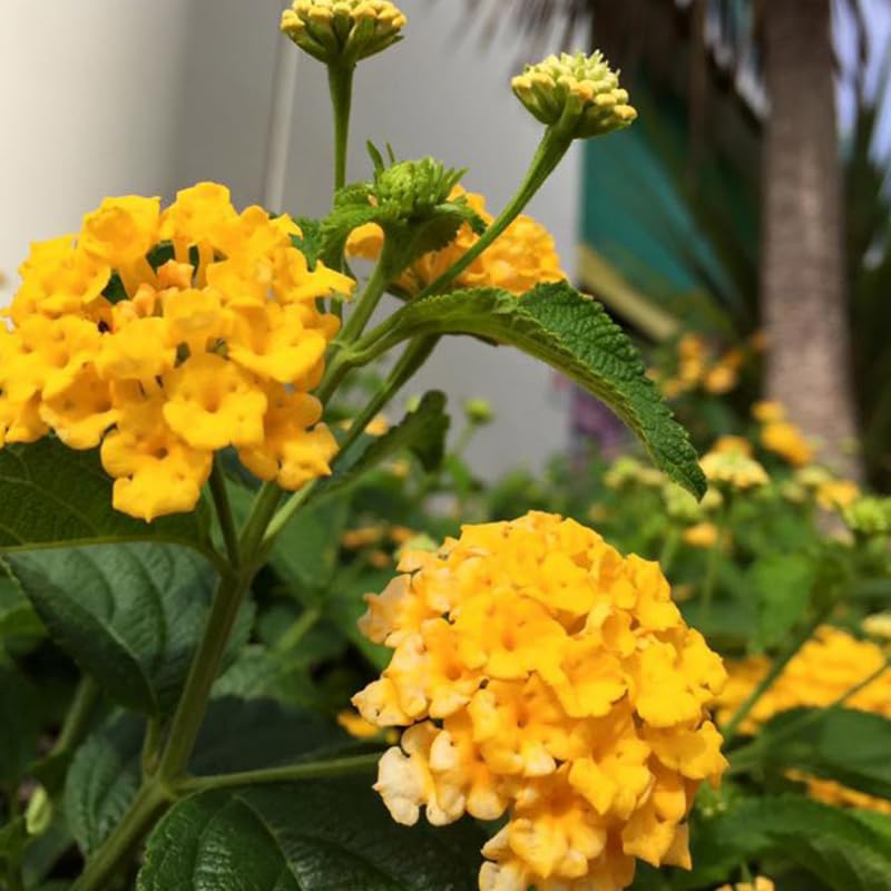 3 Trailing Lantana Plants Live, 5 to 7 Inc Tall, Yellow Lantana Live Plants for Planting Outdoors Flower Gardening