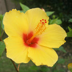 Hardy Hibiscus Plant Live, Yellow Hibiscus Tree Live Plant, 5 to 7 Inches Tall Live Plant, Perennial Hibiscus Flower Planting Outdoor Inside, Yellow Flower