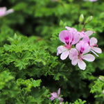 2 Live Citronella Plants, Citronella Plants Live for Garden, 4 to 6 Inches Tall, Citronella Live Plants