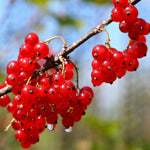Currant Bush Live Plant, Currant Tree Live Plant for Planting, 5-10 Inch Tall, Currant Plant Live Ready to Grow Outdoors, Currant Berries Fruit Tree Starter Plant (Red Currant)