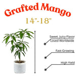 Cat Chu Mango Tree Live Plant Grafted, 14 to 18 Inches Tall in Pot, Ready to Bear Fruit in 1 Year, Sweet Mango Tree for Planting