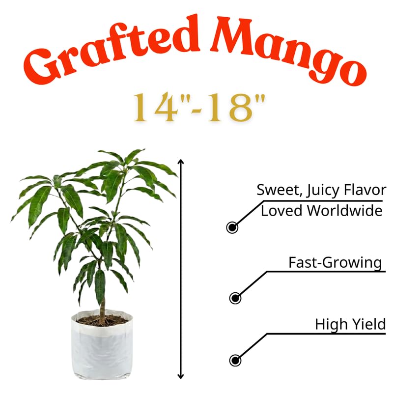 Coconut Cream Mango Tree Live Plant Grafted, 14 to 18 Inches Tall in Pot, Ready to Bear Fruit in 1 Year, Sweet Mango Tree for Planting