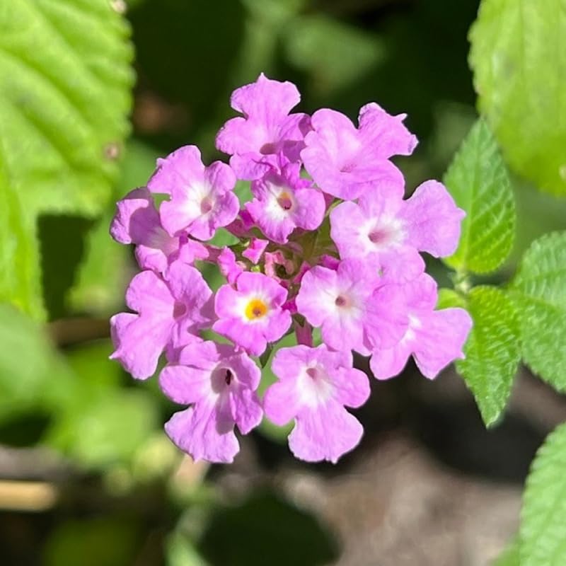 4 Colorful Perennial Lantana Trees Live Plants, Purple Blooms, Hardy and Long Blooming Seasons, Fragrant, 5-10" in Tall, Full Sun Growing