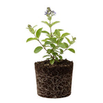 Blue Chaste Vitex Live Plant, Vitex Chaste Tree, Blue Chastes Tree, Flowering Shrub, 5-7 Inches in Height for Growing
