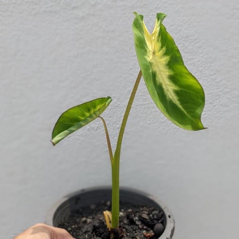 Elephant Ear Plants, Rare Colocasia Plant Live, Perennial Esculenta Taro Alocasia 4-8 Inch Tall, Indoor Outdoor Garden (Sunrise)
