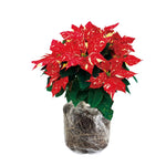 Poinsettia Plant Live 4-8 Inches, Vibrant Poinsettia Flowers for Holiday, Live Indoor Houseplant, No Pot