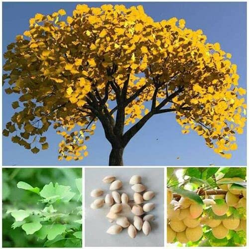 1 Year Old Ginkgo Tree Live Plant in Quart Pot, Well Rooted Ginkgo Tree Plant Live, Ready to Grow