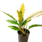 Fire Philodendron Plant Live, Rare Tropical Variegated Live Indoor Houseplant, Starter Plants No Pot, 5-9" in Tall