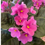 African Violet Live Plant in 4" Pot, Pink African Violets Plants Houseplant Well-Rooted, Indoor Outdoor Blooming, Holiday Flower Bush