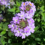 2 Light Lavender Verbena Plants Live, Perennial Ground Cover or Trailing Bushes Shrubs, 5-9 Inches Tall, Verbena Flower for Planting