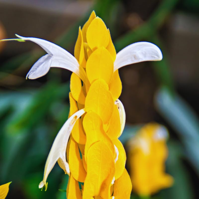 Set 2 Yellow Shrimp Plants Live, Golden Shrimp Plants, Shrimp Well Rooted, Live Shrimp Plant Indoor Outdoor, 4 to 6 Inches Tall