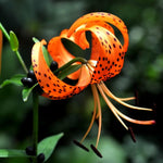 Set 10 Turks Cap Lily Bulbs, Tiger Lily Bulbs Vibrant Orange Blooms for Outdoor Borders Perennials, Flowers Bulbs