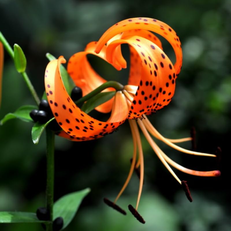 Set 10 Turks Cap Lily Bulbs, Tiger Lily Bulbs Vibrant Orange Blooms for Outdoor Borders Perennials, Flowers Bulbs