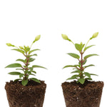 Set of 2 Fuchsia Plants Live, Purple Flower Fuchsia Plant, 4 to 6 Inches Tall, No Potted, Indoor Outdoor Gardening