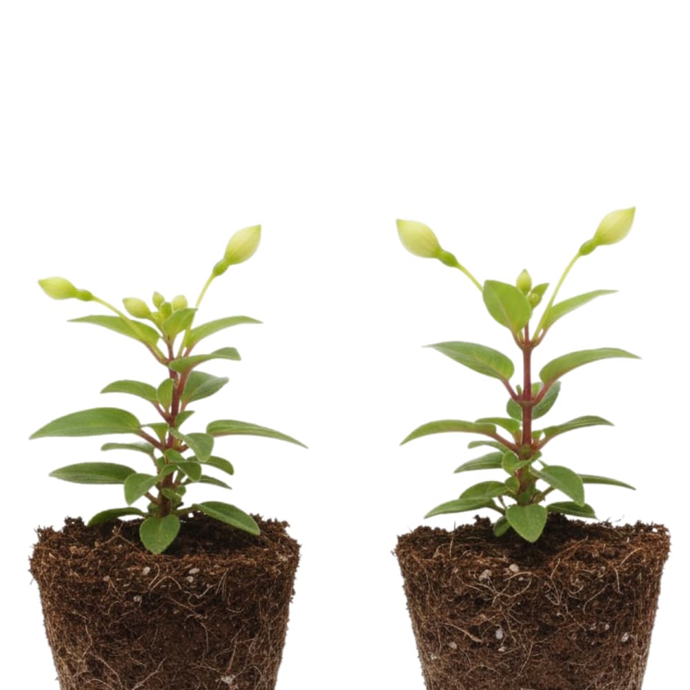 Set of 2 Fuchsia Plants Live, Purple Flower Fuchsia Plant, 4 to 6 Inches Tall, No Potted, Indoor Outdoor Gardening