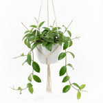 Green Hoya Live Plant, Hoya Plants Live Houseplants, 3.25 Inches Pot, Air-Purifying Plant for Home Office Decor, 4 to 6 Inches Tall