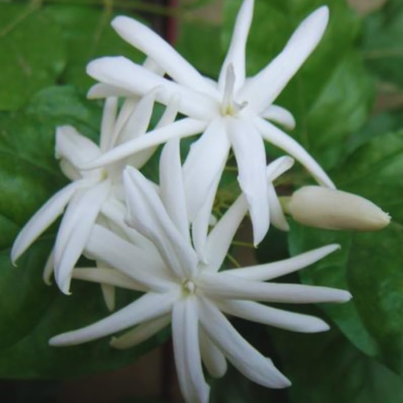 Double Jasmine Sambac Live Plants, 2 Jasmine Plants Live, 5 to 7 Inch Tall, Live Plants Outdoor Indoor