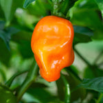 Pack 2 Yellow Orange Habanero Pepper Plants Live, Hot Habanero Pepper Plants 80 Days Old Plants for Planting