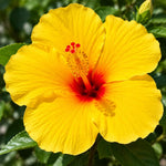 3 Hardy Hibiscus Live Plants, Flowering Shrub, Yellow Blooms, 4-7"
